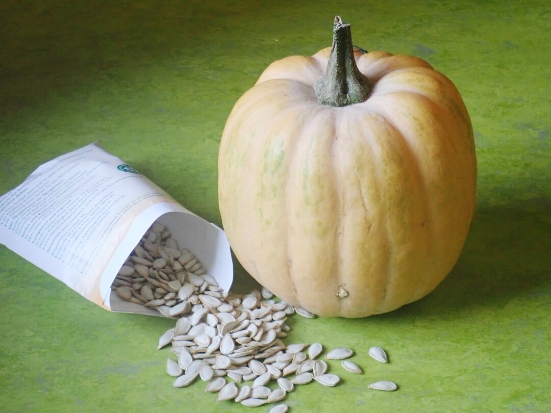 Reife Frucht und Samen von
<i>C. moschata</i>
, welcher häufig als Gurkenunterlage dient.