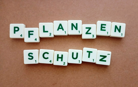 Auch in bestimmten Gemsearten wurde nun eine Notfallzulassung fr ein Pflanzenschutzmittel gegen die Schilf-Glasflgelzikade erlassen.