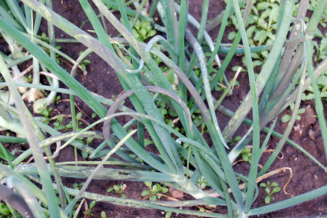 Starker Befall mit Falschem Mehltau mit starker Sporulation.