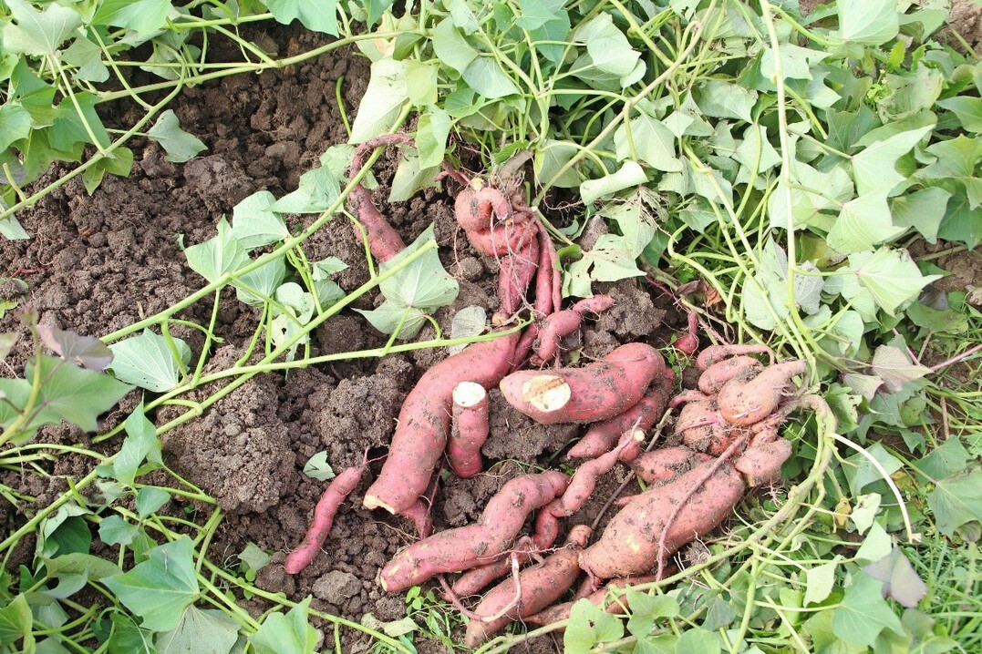 Süßkartoffeln sind bei der Ernte hochempfindlich und werden daher häufig beschädigt.
