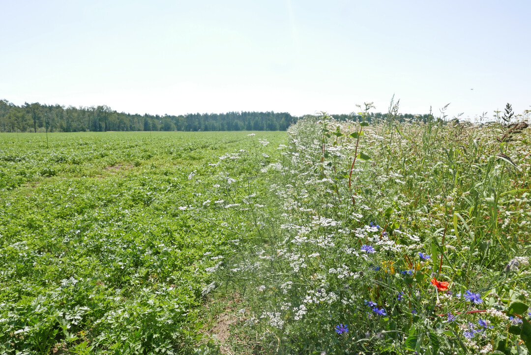 Ntzlingsblhstreifen in Petersilienkulturen sind Lebensraum fr zahlreiche Blattlausvertilger. Hierdurch kann der Blattlausbefall in angrenzende Kulturen erheblich reduziert werden. 