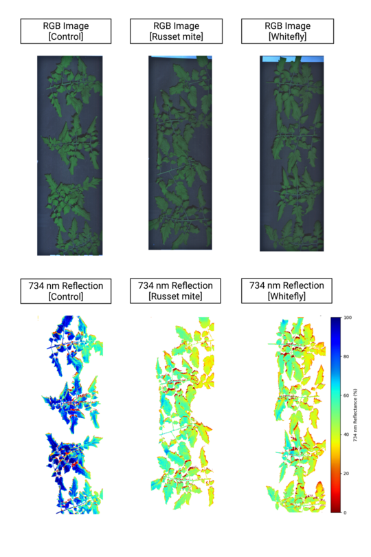 RGB-Bilder von Tomatenblättern der gesunden Kontrolle (links) und solchen, die mit Rostmilben (Mitte) und Weißen Fliegen (rechts) infiziert sind. Unten: Bilder des Reflexionsgrads bei 734 nm der gleichen Blätter. Die Reflexionswerte reichen von 0 bis 100 %.