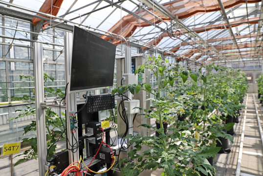 Hyperspektralkamera und RGB-Messung an Tomatenpflanzen im Gewächshaus des JKI