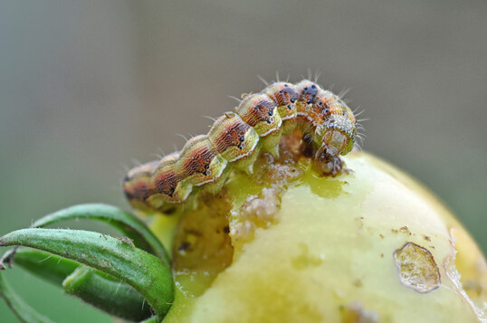 Gefräßige ältere Raupe der Baumwollkapseleule beim Zerlöchern einer Tomatenfrucht.