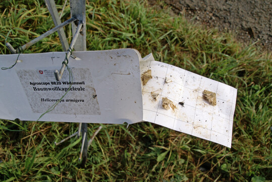 Pheromonfalle des Typs Delta mit gefangenen Faltern der Baumwollkapseleule auf dem herausgezogenen Leimpapier im August 2024. Die Falle befand sich im Feldsaum einer Gemüsefläche.
