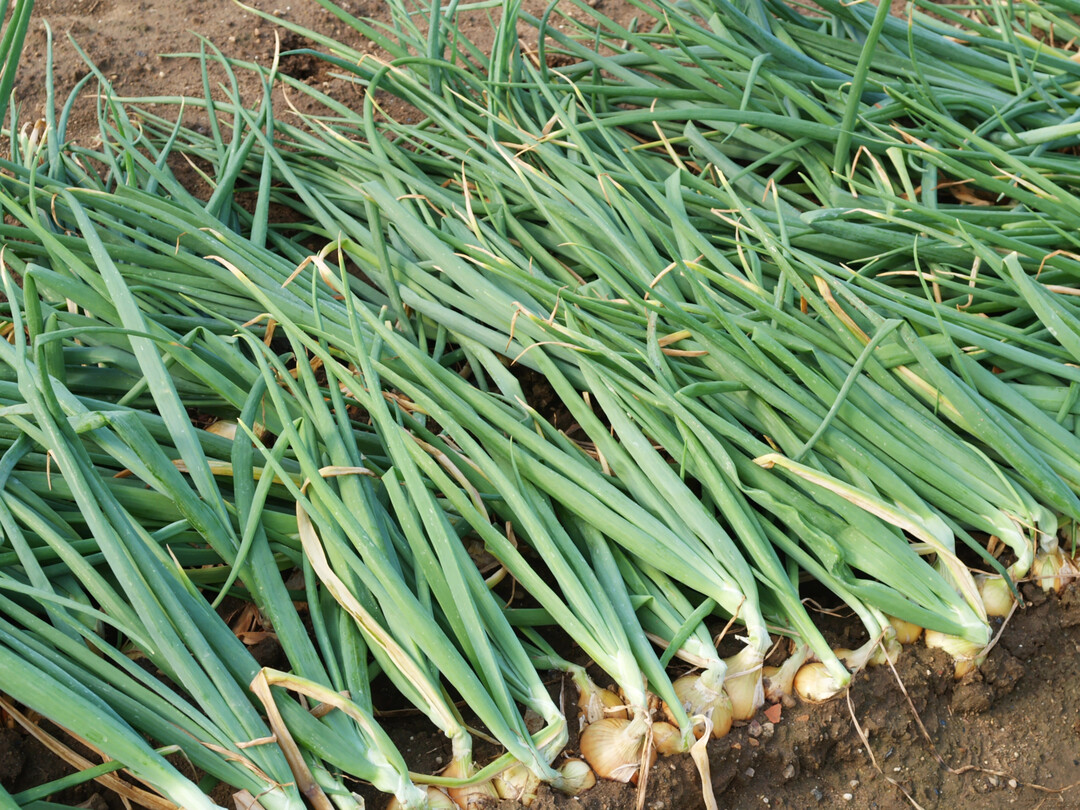 Welchen Einfluss die Gabe von gebrauchten Holzfasersubstraten auf die Entwicklung von Zwiebeln hat, wurde 2024 an der Hochschule Geisenheim untersucht.