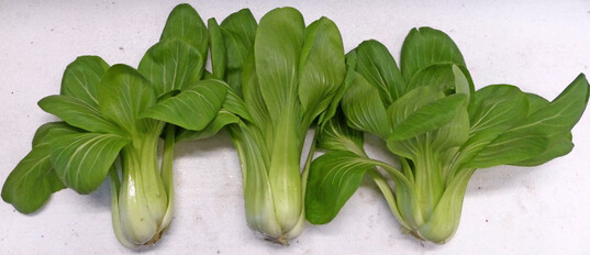 Der Anbau von Pak Choi ist auch im Herbst/Winter gut möglich. Im Bild die neue kompakte und samenechte Sorte ‘Yorokobi’.