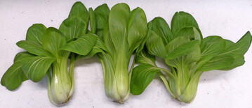 Der Anbau von Pak Choi ist auch im Herbst/Winter gut mglich. Im Bild die neue kompakte und samenechte Sorte Yorokobi.