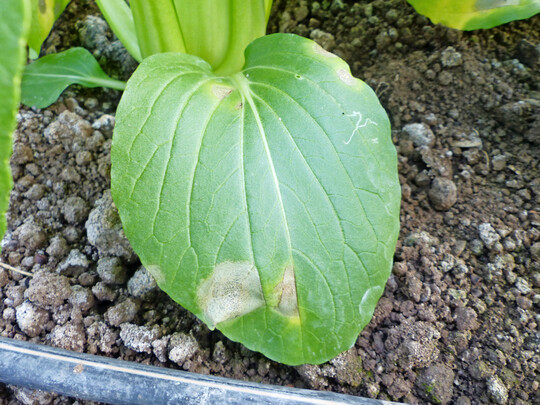<i>Phoma</i>
- und Minierfliegenbefall trat verstrkt an den unteren Blttern auf.