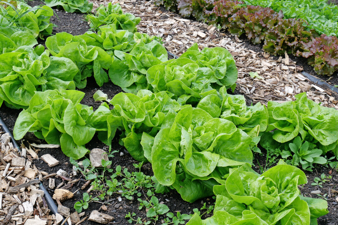 Im Mittel sind die Erzeugerpreise fr Gemse im Vergleich zum Vorjahr gestiegen  nicht so bei Salat, der billiger wurde.