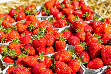 Groe Lust auf Erdbeeren bei den Verbrauchern: Hufig mussten Selbstpflckfelder schlieen, da sie leer gepflckt waren.