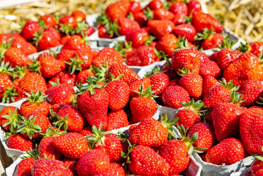 Groe Lust auf Erdbeeren bei den Verbrauchern: Hufig mussten Selbstpflckfelder schlieen, da sie leer gepflckt waren.