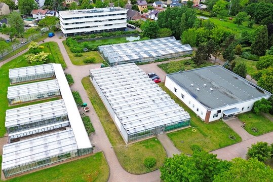 Das Leibniz-Institut fr Gemse- und Zierpflanzenbau (IGZ) hat investiert: unter anderem in eine neue Dacheindeckung und ein Lftungssystem fr zwei der IGZ-Gewchshuser mit einer Gesamtflche von etwa 2300 Quadratmetern.