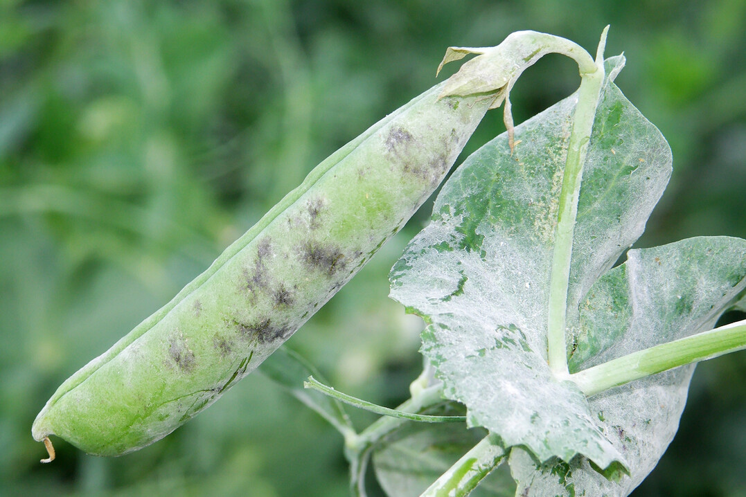 Massiver Befall mit Echtem Mehltau an Blatt und Hlse der Erbse.