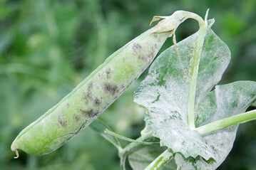 Massiver Befall mit Echtem Mehltau an Blatt und Hlse der Erbse.