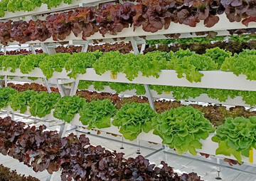 Salatanbau.