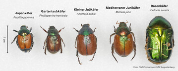 Der Japankfer ist nur circa einen Zentimeter gro, kleiner als eine Cent-Mnze. Er hat einen metallisch glnzenden, grnen Kopf und braune Flgel. Sein besonderes Merkmal sind fnf weie Haarbschel an jeder Hinterleibsseite und zwei weie Haarbschel am Ende des Hinterleibs. Verwechselt wird der Japankfer oft mit dem Gartenlaubkfer oder dem greren Rosenkfer, heimische Arten, die keine nennenswerten Schden verursachen.