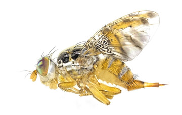 Mittelmeerfruchtfliege Ceratitis capitata.
