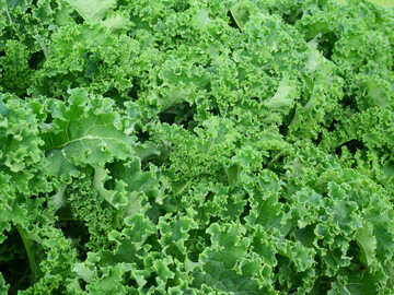 Durch den Klimawandel verliert unser Gemse knftig Nhrstoffe.