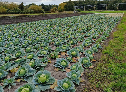 Weißkohl vor der Ernte im Herbst 2024.