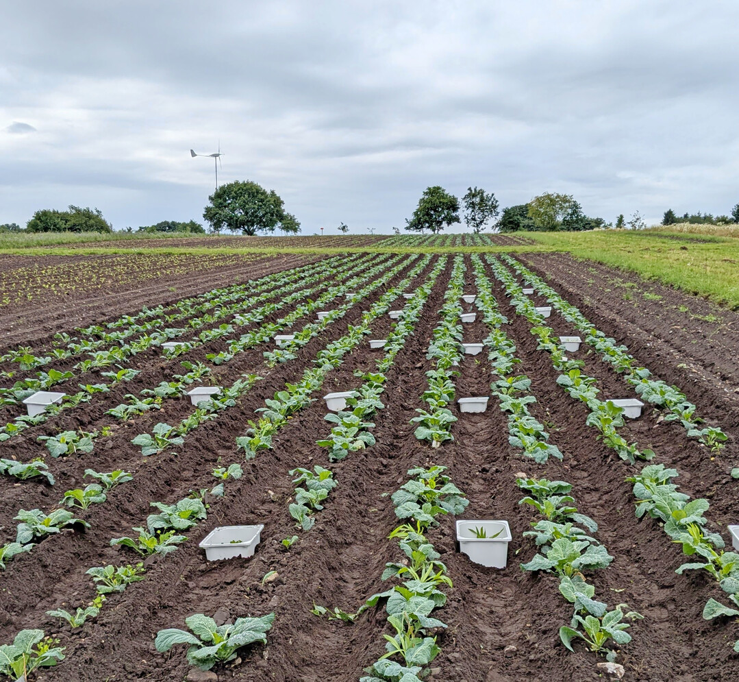 Versuchsfeld mit Wirsingkohl- und Spitzwegerich-Jungpflanzen in Mischkultur. Auf die weien Boxen werden im weiteren Versuchsverlauf die Kammern zur Lachgasmessung aufgesetzt.