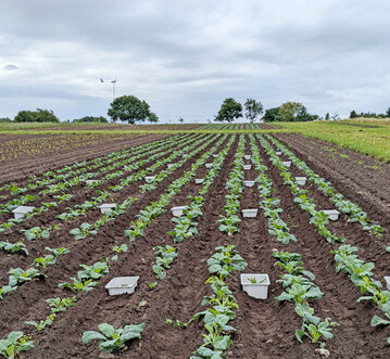 Versuchsfeld mit Wirsingkohl- und Spitzwegerich-Jungpflanzen in Mischkultur. Auf die weien Boxen werden im weiteren Versuchsverlauf die Kammern zur Lachgasmessung aufgesetzt.