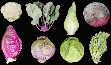 Vielfalt alter Gemsekohlsorten.