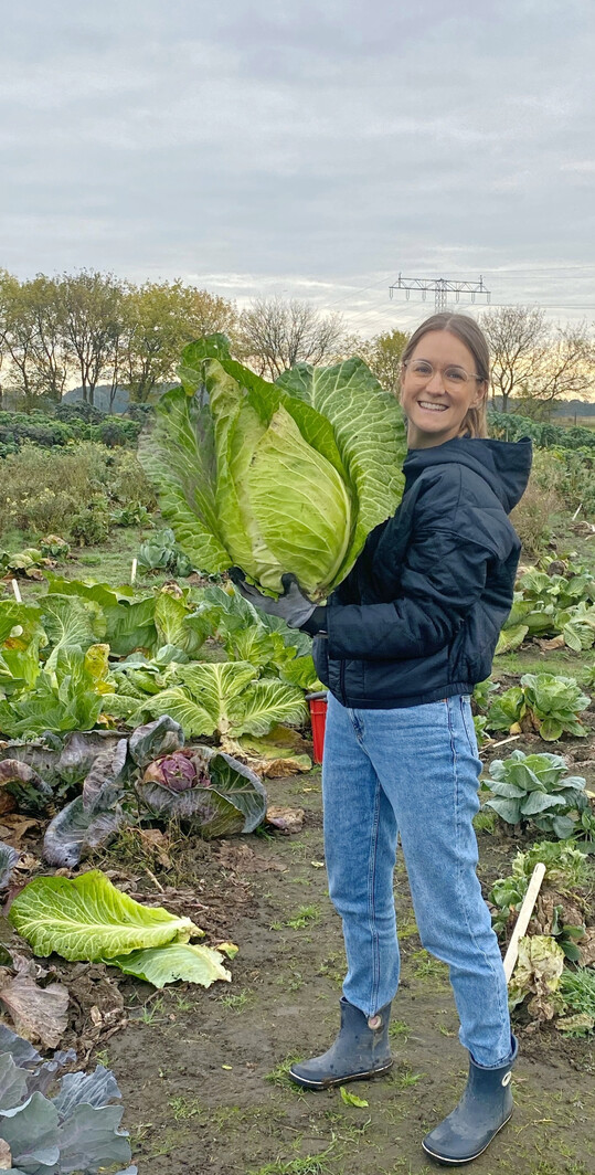 Gigant der Weikohlernte: Ein 7 kg schwerer Weikohl-Kopf der Sorte Filderkraut.