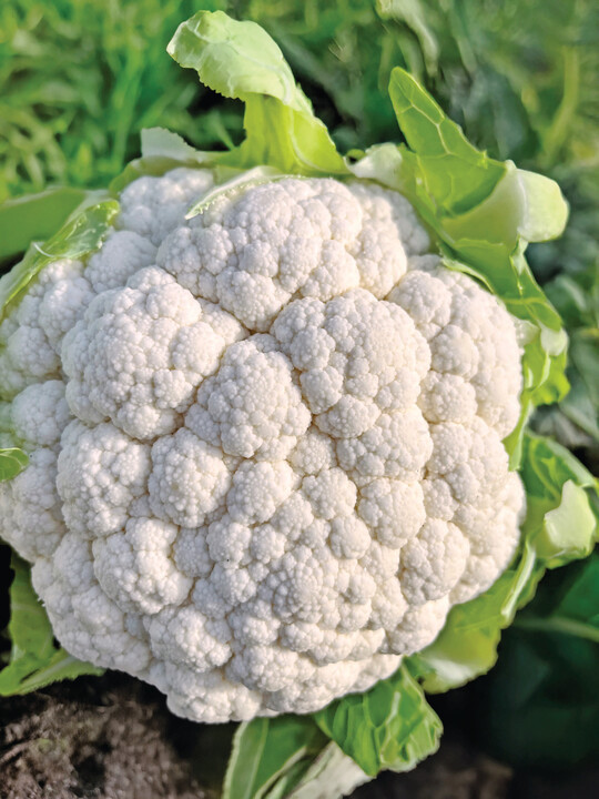 Blumenkohl Bejo 3603 ist eine Bio-Sorte fr den Ganzjahresanbau.