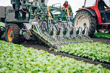 Einzeln oder gebndelt? Mit der Erntemaschine von Koppert lassen sich Radies effizient ernten.