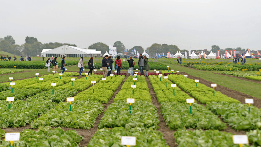 Sorten im Vergleichsanbau und Treffpunkt der Gemüsebranche, das bieten die Offenen Tage der Gemüsezüchter in den Niederlanden.