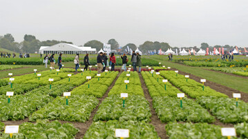Sorten im Vergleichsanbau und Treffpunkt der Gemsebranche, das bieten die Offenen Tage der Gemsezchter in den Niederlanden.