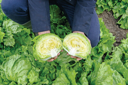 Eissalat Jeannice von Bejo eignet sich speziell fr den Herbstanbau. 