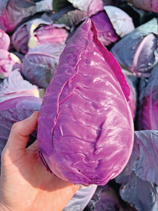 Der Spitzkohl Red Power erreicht ein Durchschnittsgewicht von 700 bis 1.000 g. 