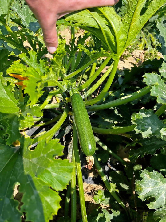 Kleiner Bltenansatz, groe Qualitt, das verspricht die Zucchini-Sorte Balaton.