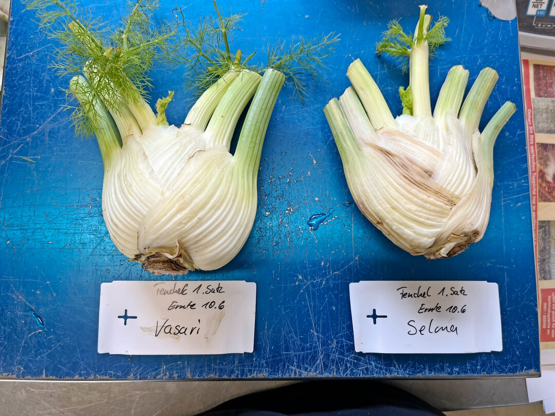  Vasari (links) und Selma (rechts) sowie 