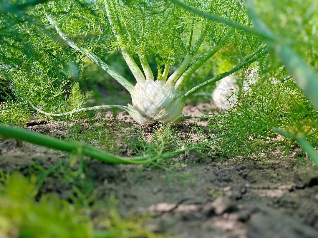 Beim Verbraucher sind besonders die runden Knollenfenchelsorten gefragt.