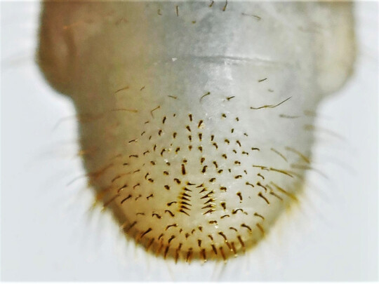 Die Engerlinge des Japankäfers tragen ein umgekehrtes „V“ aus Dörnchen innen auf dem Hintern.