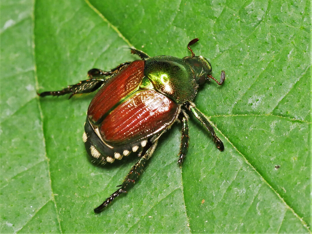 Der Japankäfer mit seinen typischen weißen Borstenfeldern.