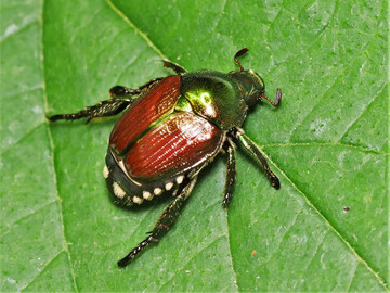 Der Japankfer mit seinen typischen weien Borstenfeldern.