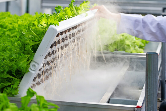 „Aeroponic Rolling Bench“ des englischen Anbieters LettUs Grow mit Vernebelung des Gießwassers mittels Ultraschall.