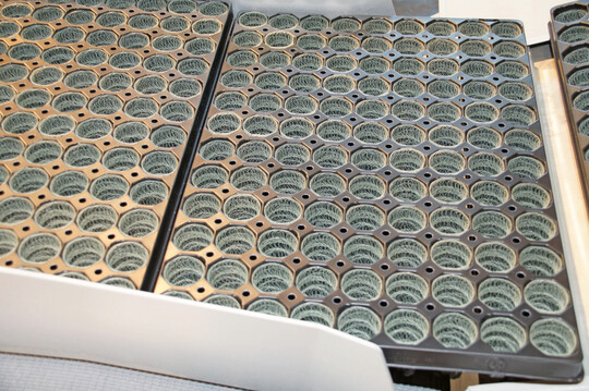 Trays mit Growcoons belegt, fertig zur Substrat-Befllung.