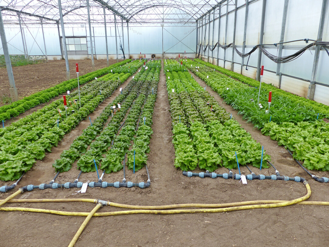 Die Salatsorten wurden mit vier verschiedenen Bewässerungsvarianten getestet und ausgewertet. Das Bild zeigt eine der Versuchspflanzungen aus dem Jahr 2023.