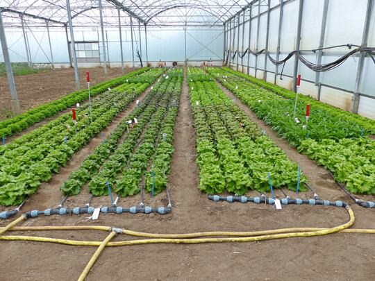 Die Salatsorten wurden mit vier verschiedenen Bewsserungsvarianten getestet und ausgewertet. Das Bild zeigt eine der Versuchspflanzungen aus dem Jahr 2023.