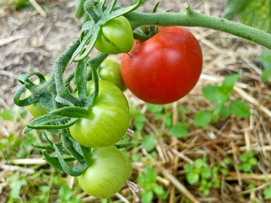 Untersucht wurde der Einsatz der Schafwollpellets an der Tomatensorte Matina.