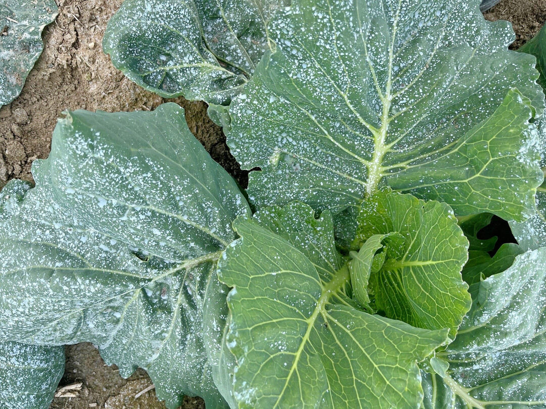 Benetzung mit VG4 Kristallkalk nach Anwendung am 11. Juni mit Doppelflachstrahldüse zur Vorbeugung von Hitzestress.