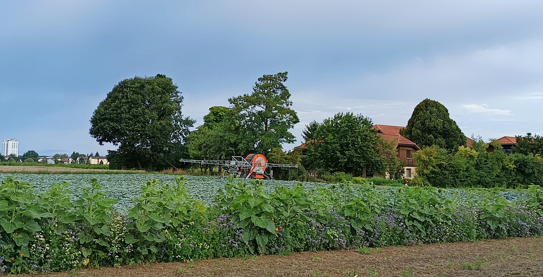 Landidylle trifft Grostadt: Der Michaelshof liegt auf der Filderhochebene vor den Toren Stuttgarts.