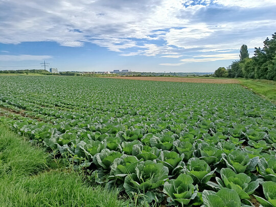 Bald steht die Ernte an, dann wird der Weißkohl direkt auf dem Hof zu Sauerkraut verarbeitet.