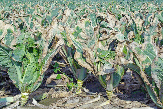 Totalausfall durch 
<i>Xanthomonas</i>
-Befall an Blumenkohl.