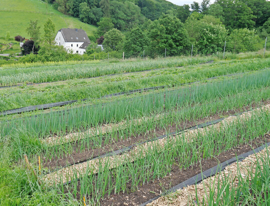 Im Jahr 2024 wurde in Deutschland auf 11,5 Prozent der gesamten landwirtschaftlichen Flche Bio produziert.